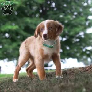 Ducati, Miniature Australian Shepherd Puppy